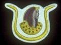 Daughters of Isis Patch